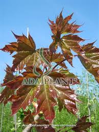 Attēlu rezultāti vaicājumam “Acer platanoides fo. schwedleri”