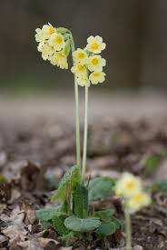 Image result for Primula elatior