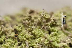 Attēlu rezultāti vaicājumam “Chaenotheca gracilenta”