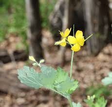 Attēlu rezultāti vaicājumam “Chelidonium majus bud”