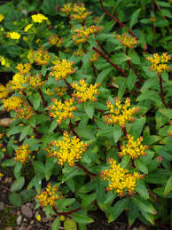 Attēlu rezultāti vaicājumam “Sedum aizoon leaf”