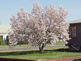 Attēlu rezultāti vaicājumam “Magnolia x soulangeana”