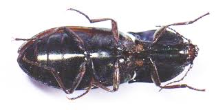 Attēlu rezultāti vaicājumam “Selatosomus aeneus”