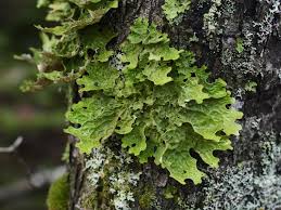 Attēlu rezultāti vaicājumam “Lobaria pulmonaria”