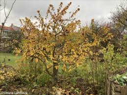 Attēlu rezultāti vaicājumam “Mespilus germanica leaf”