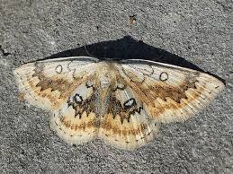 Attēlu rezultāti vaicājumam “Cyclophora annularia”