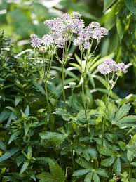 Attēlu rezultāti vaicājumam “Astrantia major leaf”