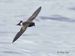 Image result for Oceanodroma castro