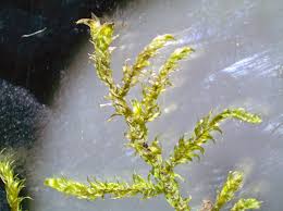 Attēlu rezultāti vaicājumam “Hypnum pallescens”