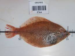 Image result for Liopsetta glacialis