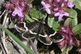 Attēlu rezultāti vaicājumam “Pyrausta cingulata”