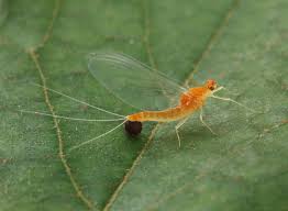 Attēlu rezultāti vaicājumam “Ephemeroptera imago”