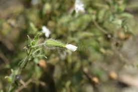 Attēlu rezultāti vaicājumam “Silene latifolia subsp. alba flower”