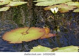 Attēlu rezultāti vaicājumam “Nymphaea candida leaf”