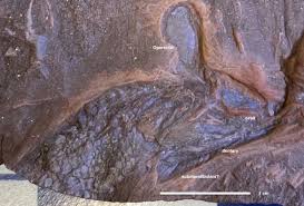 Attēlu rezultāti vaicājumam “Laccognathus panderi”