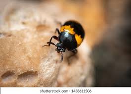 Attēlu rezultāti vaicājumam “Diaperis boleti”