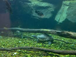 Attēlu rezultāti vaicājumam “Tortula lingulata macro”