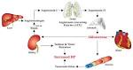release of <b>aldosterone</b>