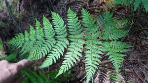 Attēlu rezultāti vaicājumam “Dryopteris expansa”