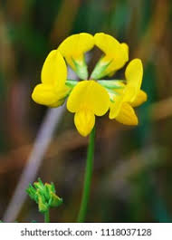 Attēlu rezultāti vaicājumam “Medicago sativa subsp. falcata bud”