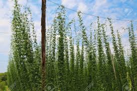 Attēlu rezultāti vaicājumam “Humulus lupulus”