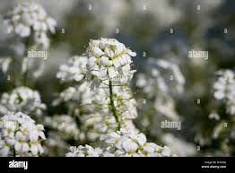 Attēlu rezultāti vaicājumam “Arabis hirsuta flower”