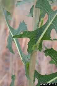 Attēlu rezultāti vaicājumam “Lactuca serriola”