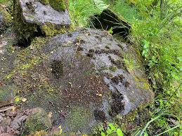 Attēlu rezultāti vaicājumam “Hygrohypnum luridum sporophyte”