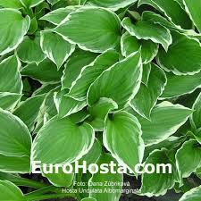 Image result for Hosta fortunei albomarginata