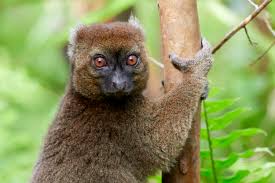 lemur ile ilgili görsel sonucu