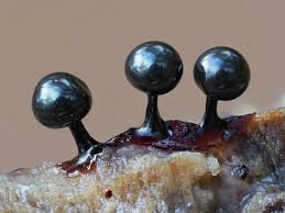 Attēlu rezultāti vaicājumam “Lamproderma violaceum”