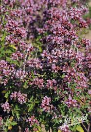 Image result for Origanum vulgare