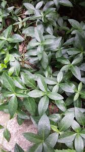 Attēlu rezultāti vaicājumam “Vinca minor leaf”