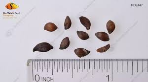 Attēlu rezultāti vaicājumam “Sorbus intermedia fruit”