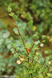 Attēlu rezultāti vaicājumam “Betula nana”