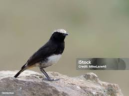 Image result for Oenanthe leucopyga