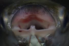 Image result for Crenimugil seheli