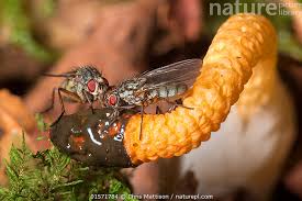 Attēlu rezultāti vaicājumam “Mutinus caninus”