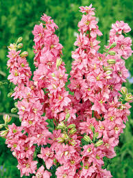 Image result for Rittersporn