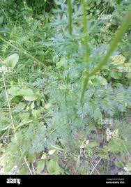 Attēlu rezultāti vaicājumam “Selinum carvifolia leaf”
