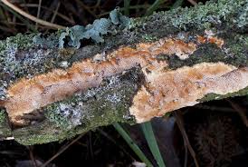 Attēlu rezultāti vaicājumam “Ceriporiopsis resinascens”