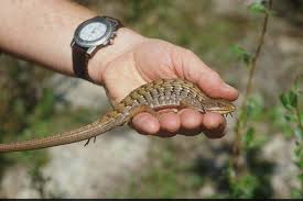 Attēlu rezultāti vaicājumam “Crocallis elinguaria imago”