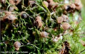 Attēlu rezultāti vaicājumam “Cribraria piriformis spores”