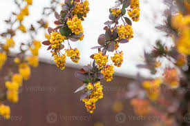 Attēlu rezultāti vaicājumam “Berberis thunbergii flower”