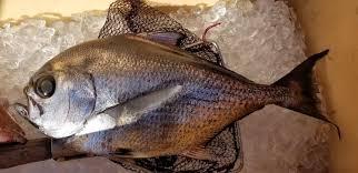 Image result for Eumegistus illustris