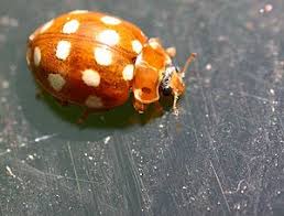 Attēlu rezultāti vaicājumam “Calvia quatuordecimguttata”