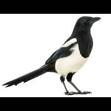 Attēlu rezultāti vaicājumam “Pica pica”