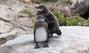 Image result for Spheniscus demersus