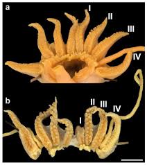 Attēlu rezultāti vaicājumam “Cephalozia bicuspidata sporophyte”