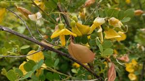 Image result for Colutea arborescens